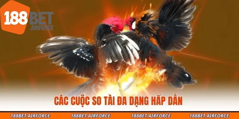 Các cuộc so tài đa dạng hấp dẫn 