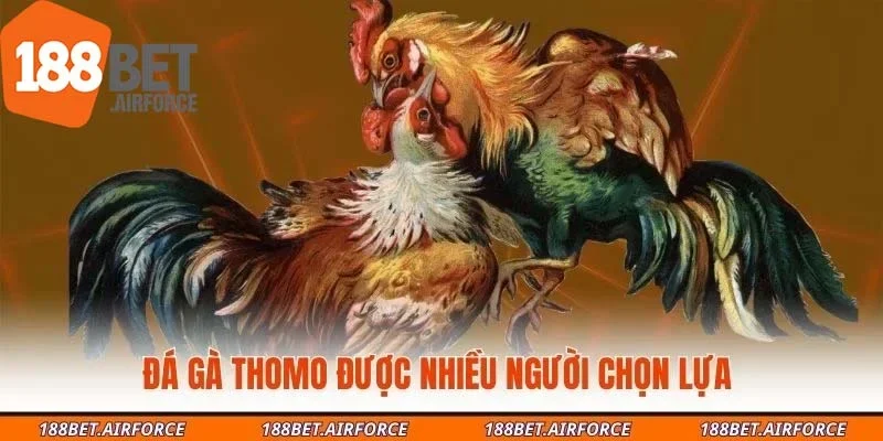 Đá gà Thomo được nhiều người chọn lựa 