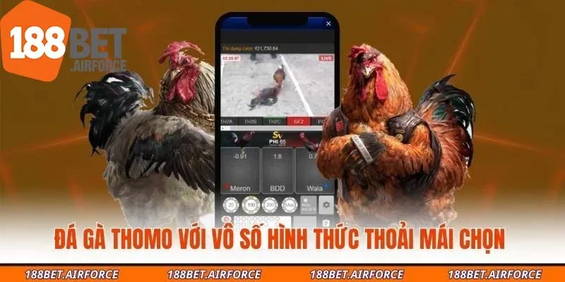Đá gà Thomo với vô số hình thức thoải mái chọn 