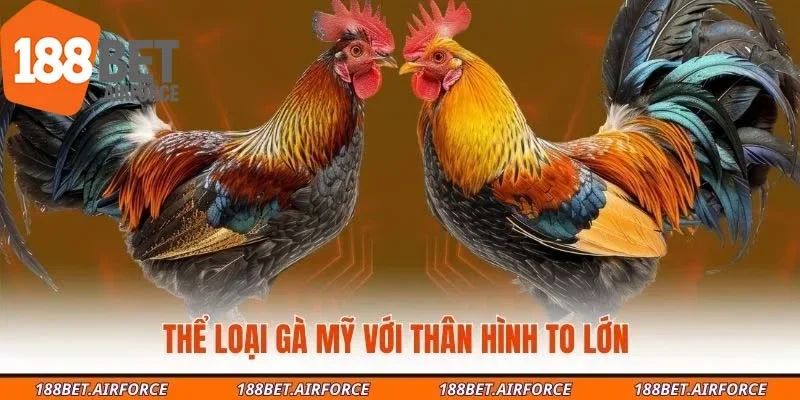 Thể loại gà Mỹ với thân hình to lớn 
